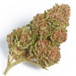 Northern Lights Cannabis Clone