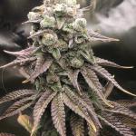 Royal Poop Cannabis Seeds (3 Pack)