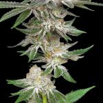 Sweet Jealousy Cannabis Clone